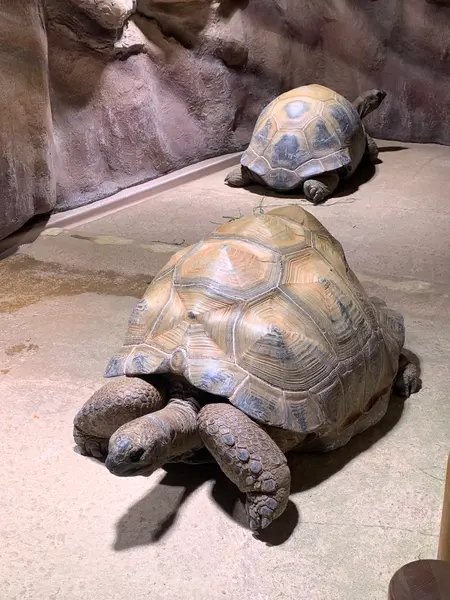 リクガメ🐢