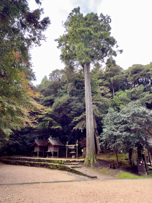 大杉