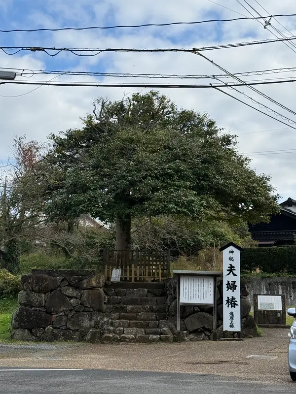 夫婦椿