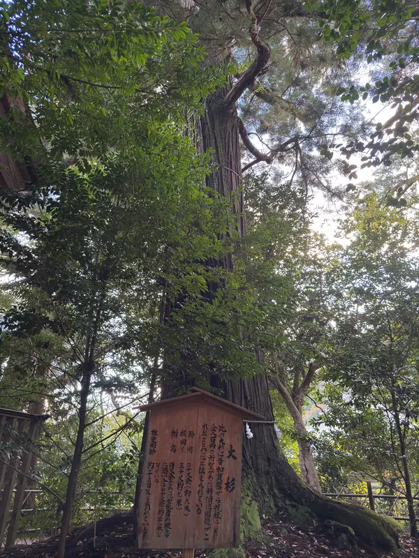 大杉