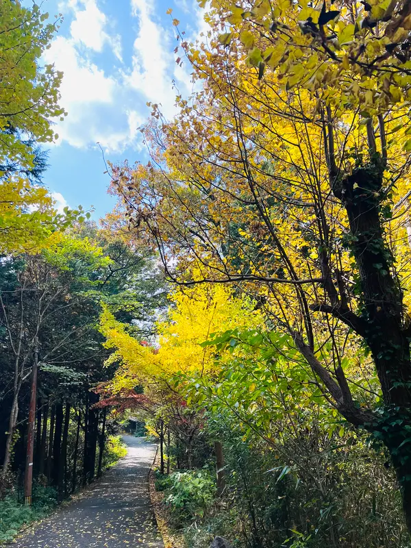 🚶カルスト展望台へ（徒歩約10分）