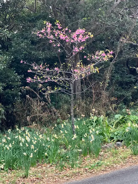 河津桜と水仙