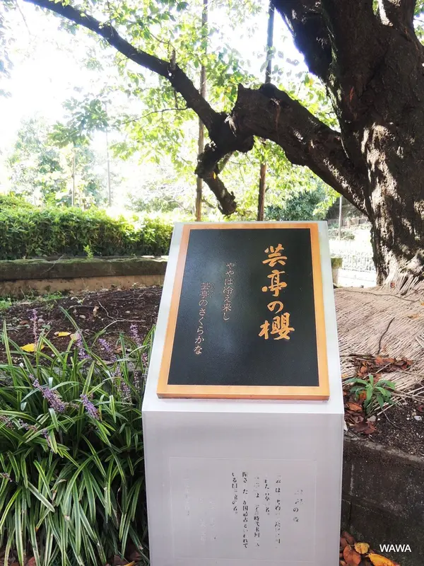 芸亭の桜　うんていのさくら