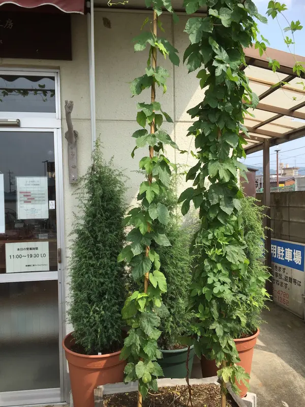 ビールのホップ
