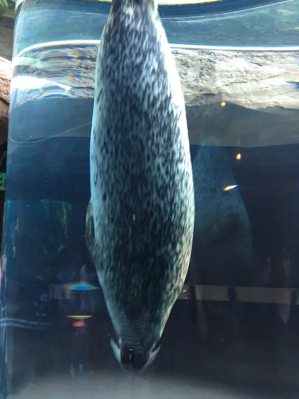 あざらし館