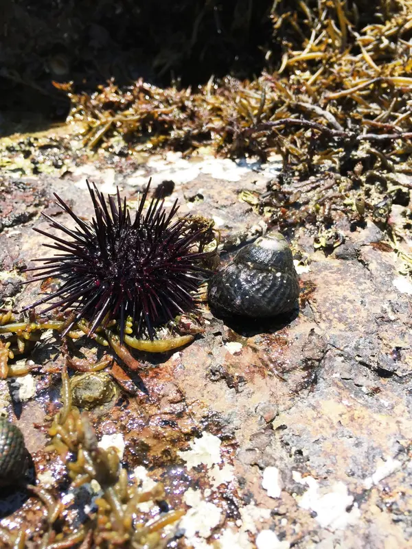 海の生物
