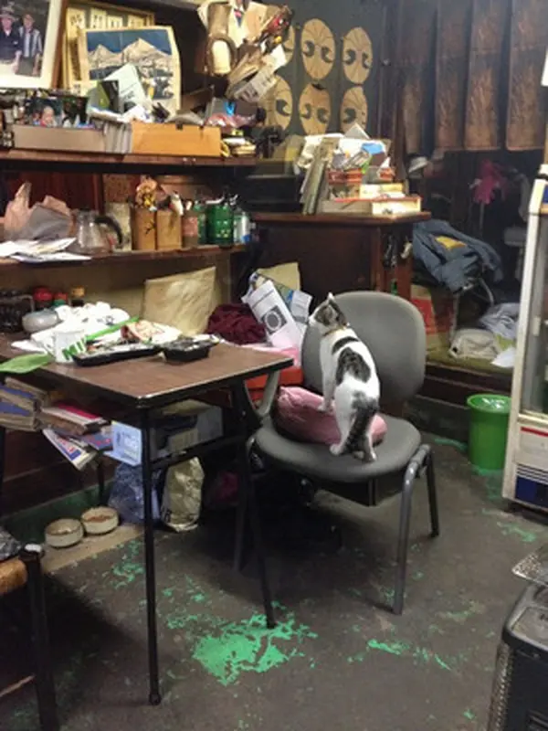 美形猫ちゃんいます