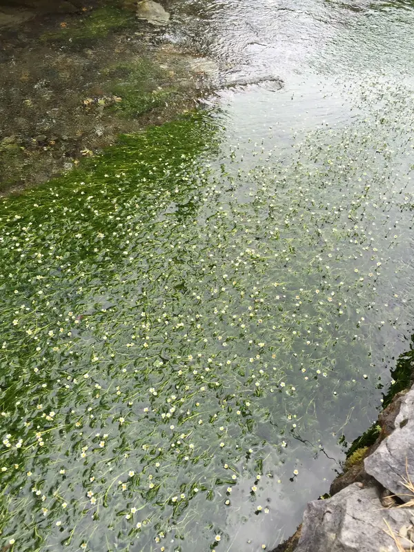 綺麗な清流しか育ちません。