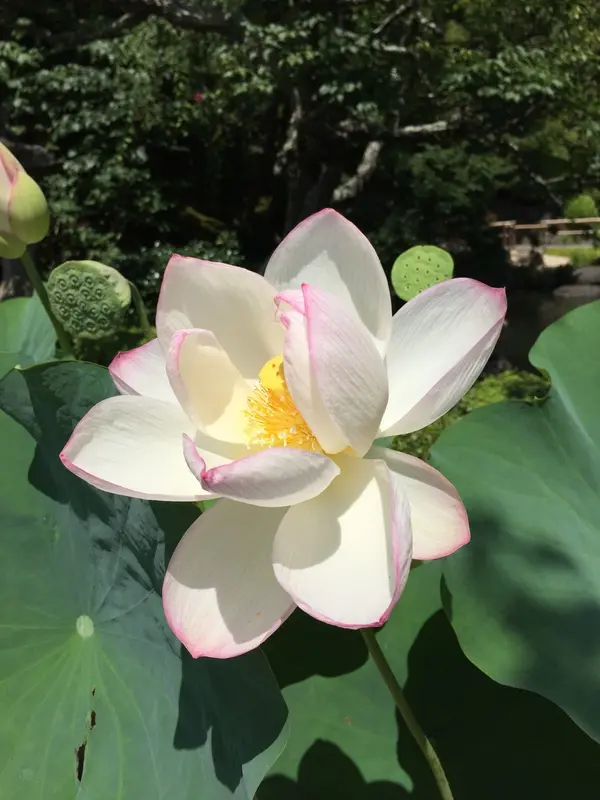 蓮