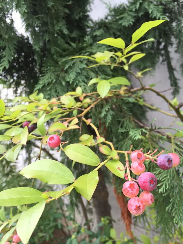 実とか ※食べないことをオススメします