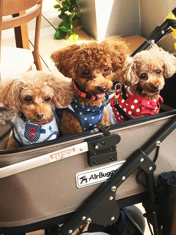 こんな感じで楽しいですよ(⋈◍＞◡＜◍)。✧♡