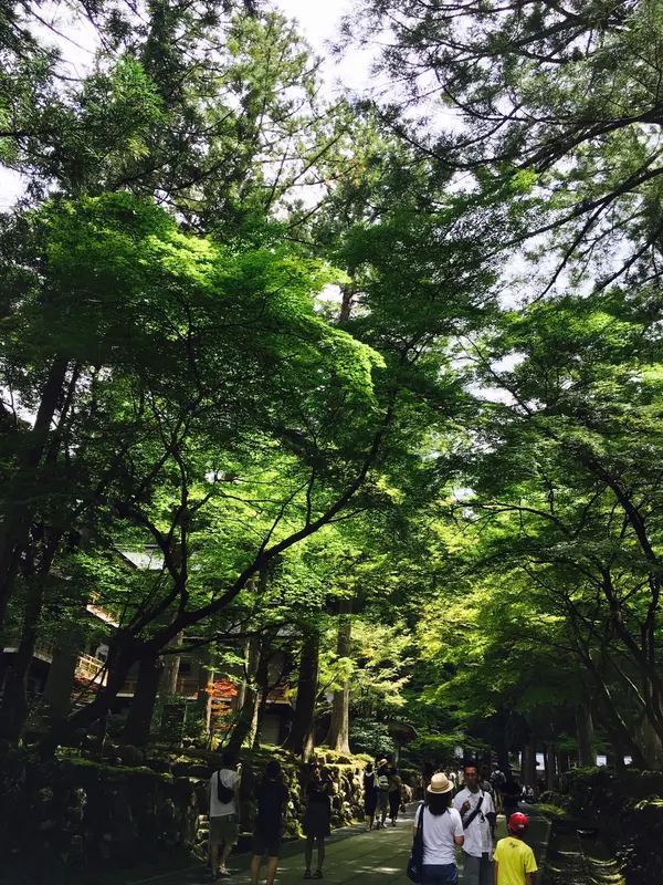 入り口付近の杉並木