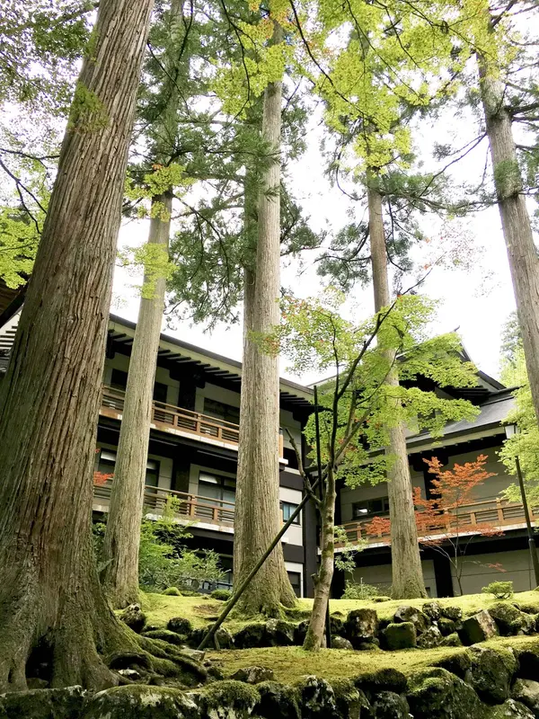 杉並木と建物
