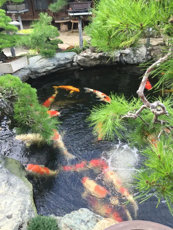 鯉