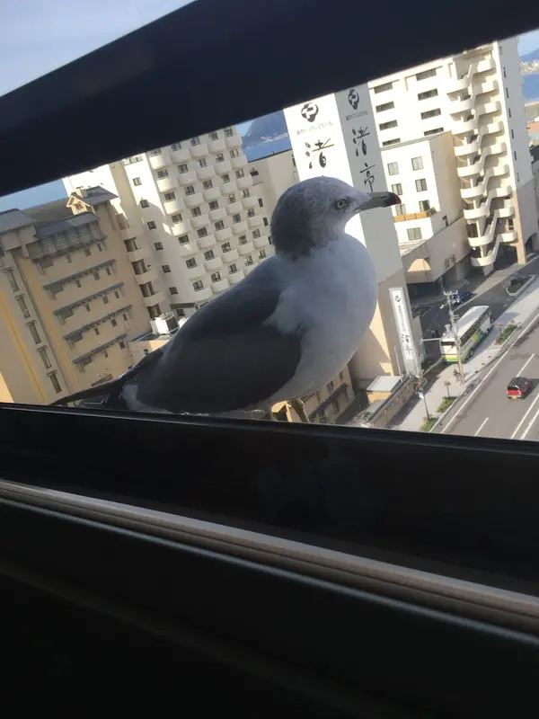 カモメが朝の挨拶