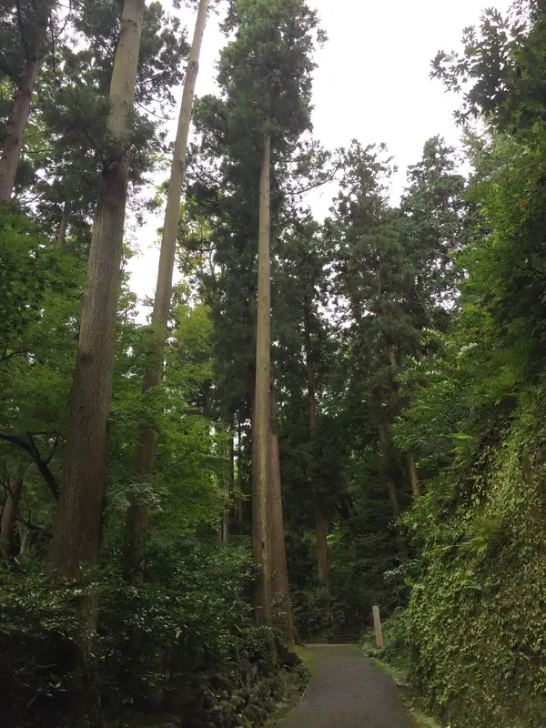 樹々