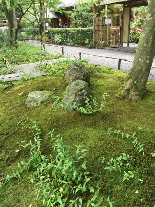 苔