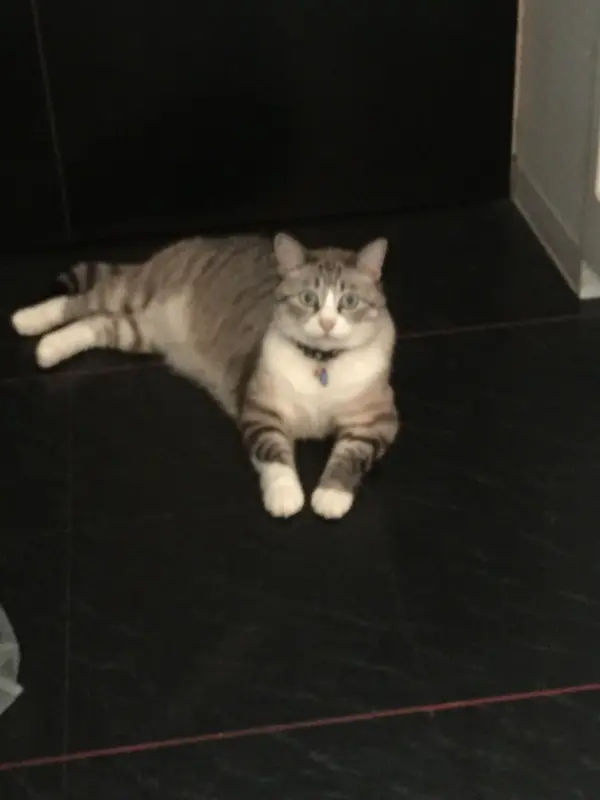 ホンモノ