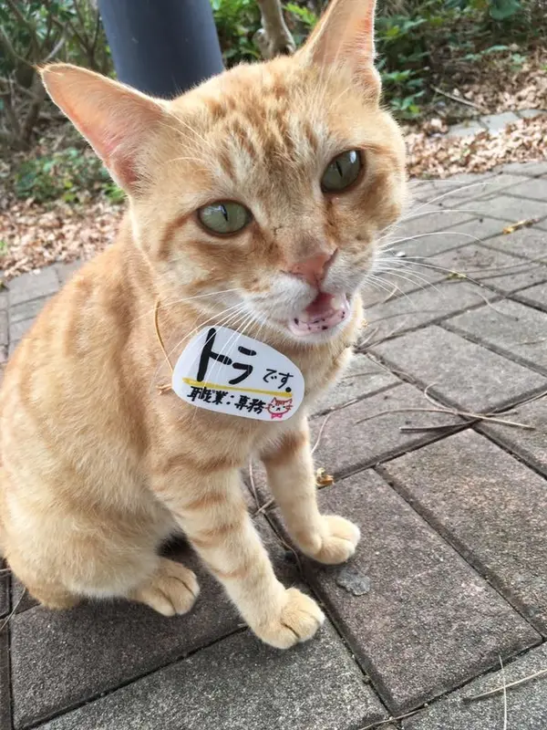 専務のトラです(笑)