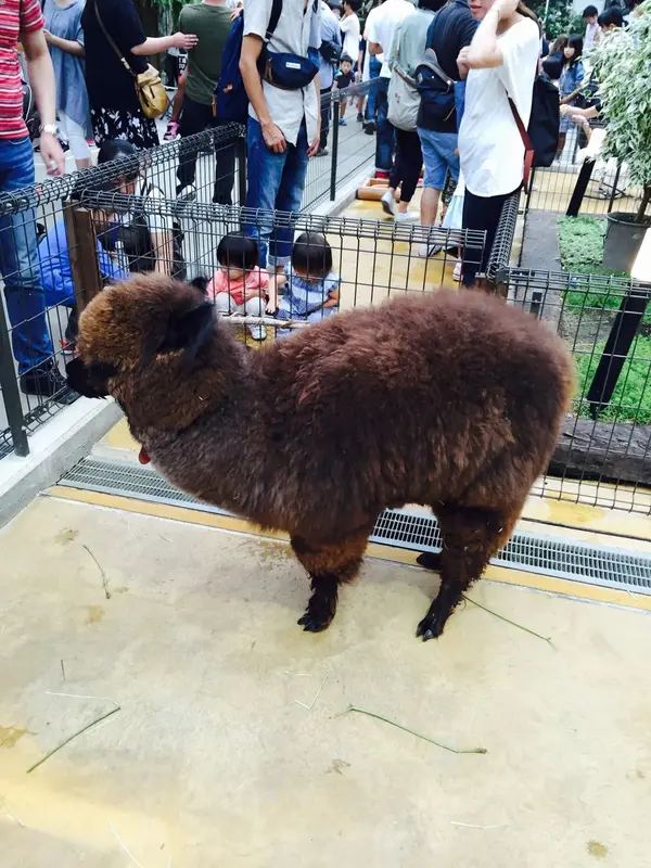 モフモフのアルパカ