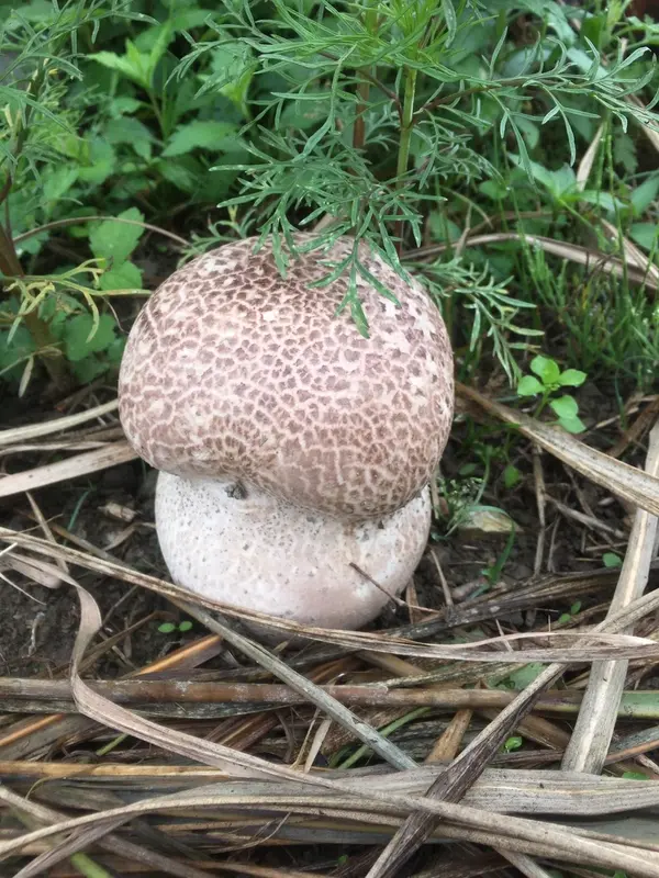 近くの畑で発見！
