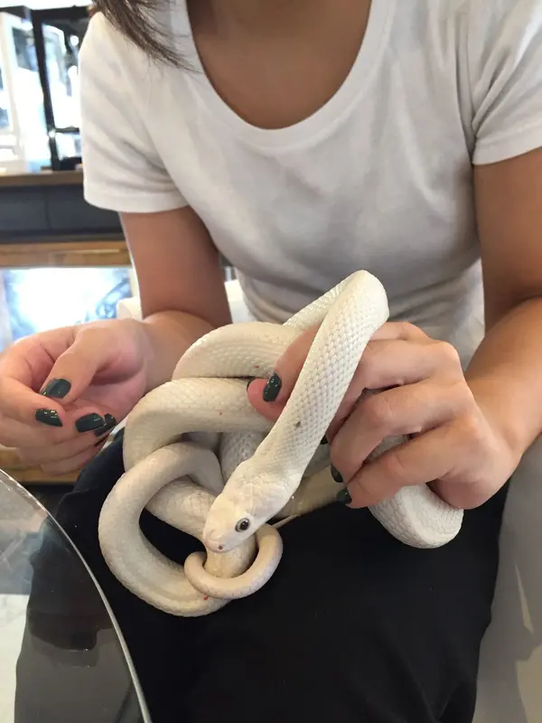 蛇