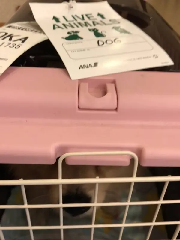 神妙なﾏﾛﾝU´•ﻌ•`U