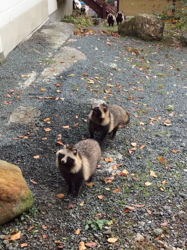 庭先で、たぬきと
