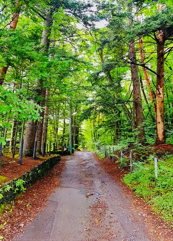 この林道もいい感じです🌲