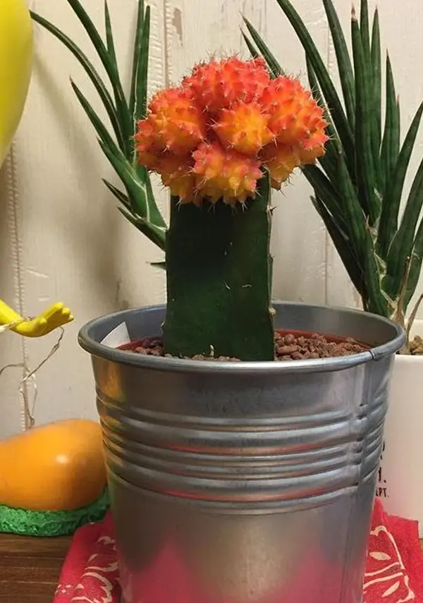 自宅のヒボタン