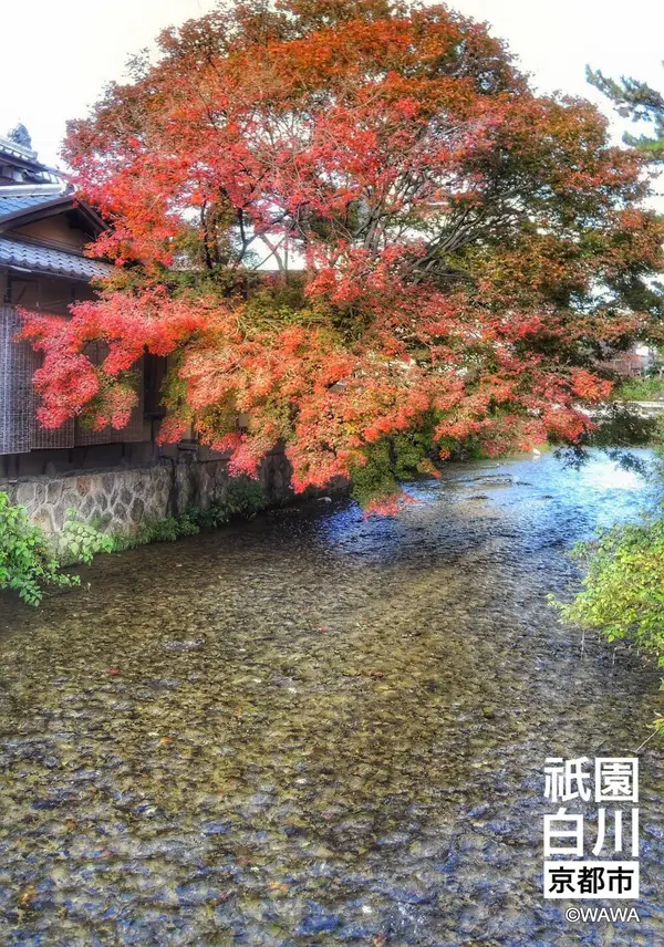 白川に架かる新橋の紅葉