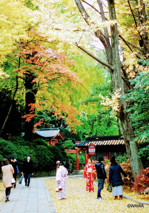 根津神社参道の紅葉