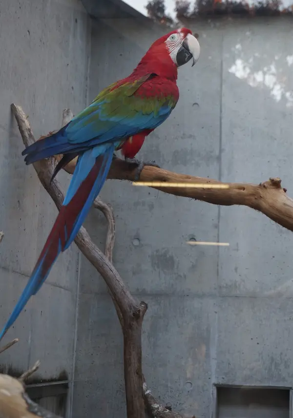インコ？