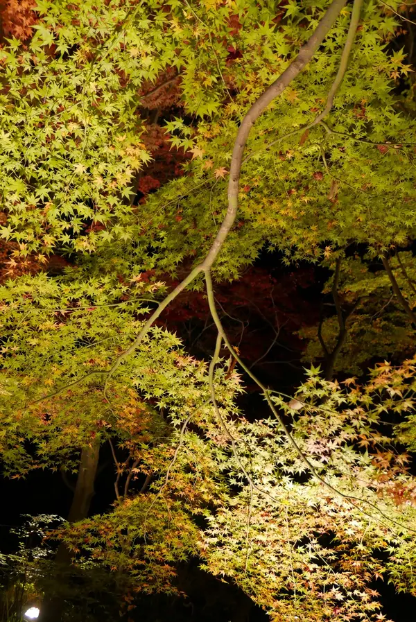 緑の葉が多いかな