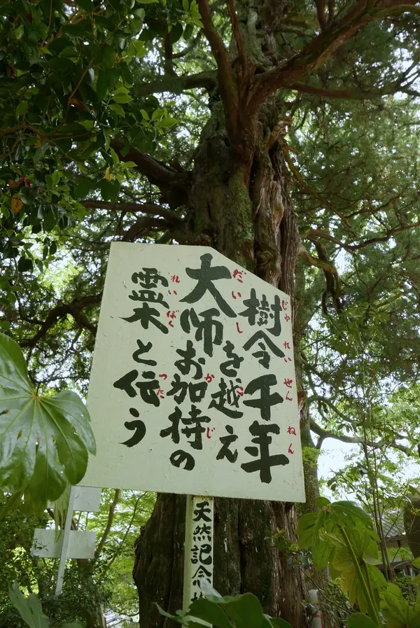 樹齢千年の霊木