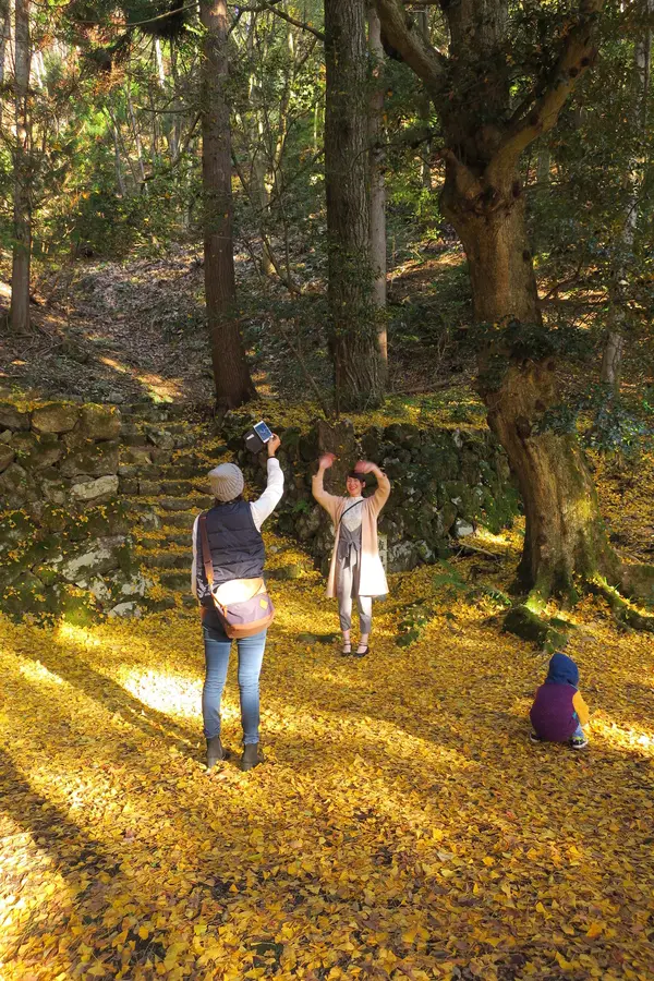 本堂横には大銀杏が