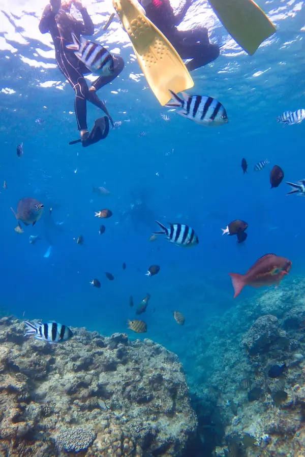 透き通る海に魚がようさん！