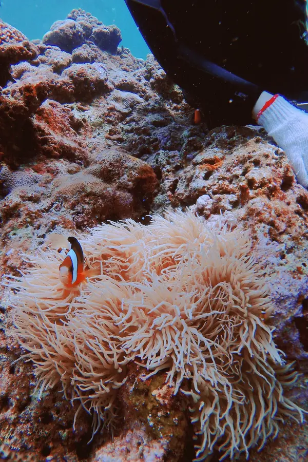 ニモっぽいやつとイソギンチャク