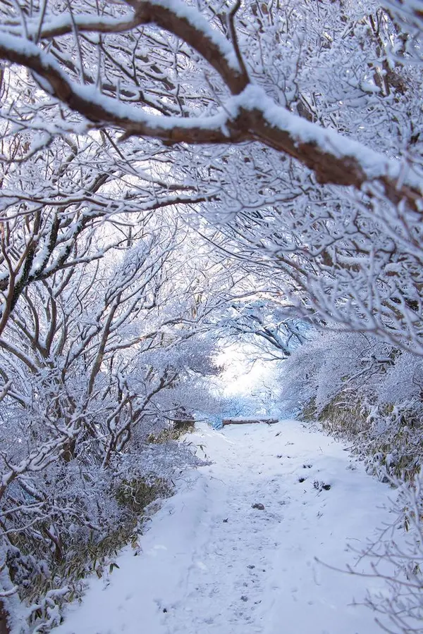 霧氷のトンネル