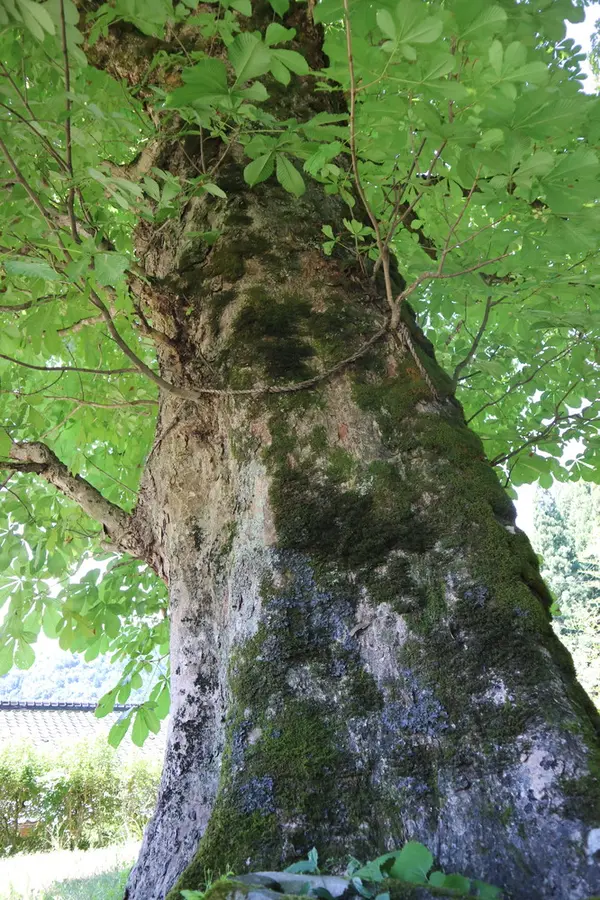 トチの木を見上げる