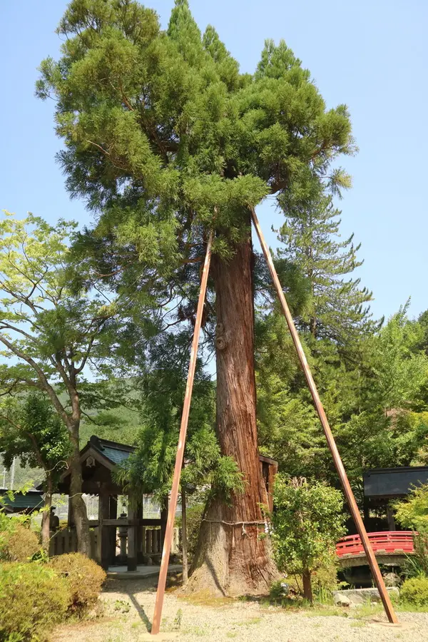 神木を違う角度から