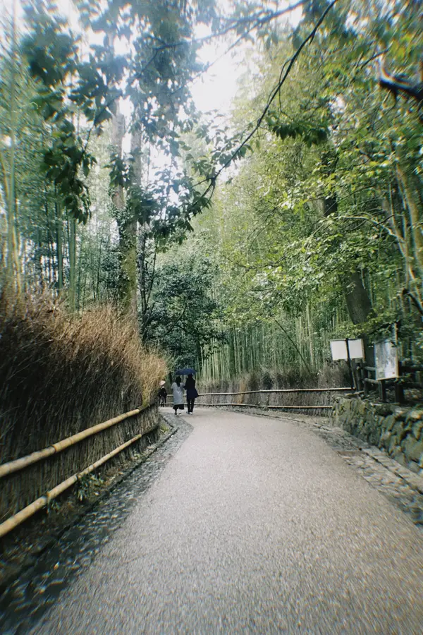 竹林の道