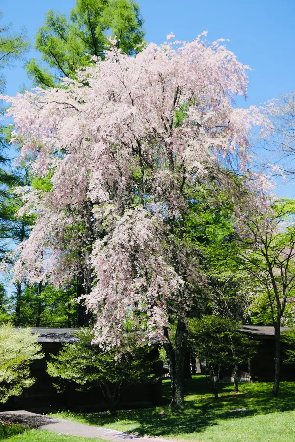 あまり見かけない桜ですよね🌸
