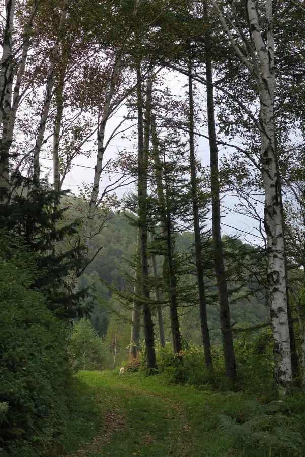 この先は登山路です
