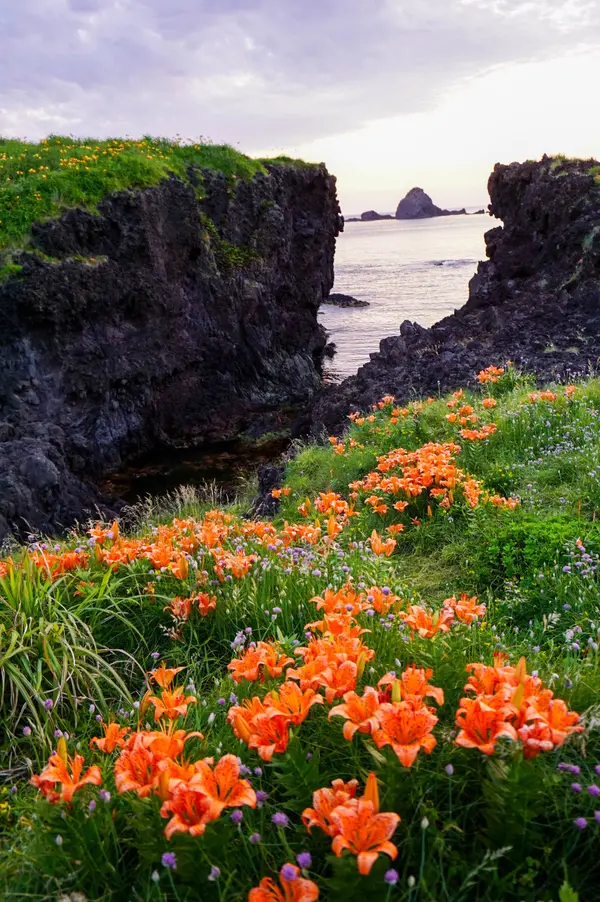 小田（こだ）の岩ユリ