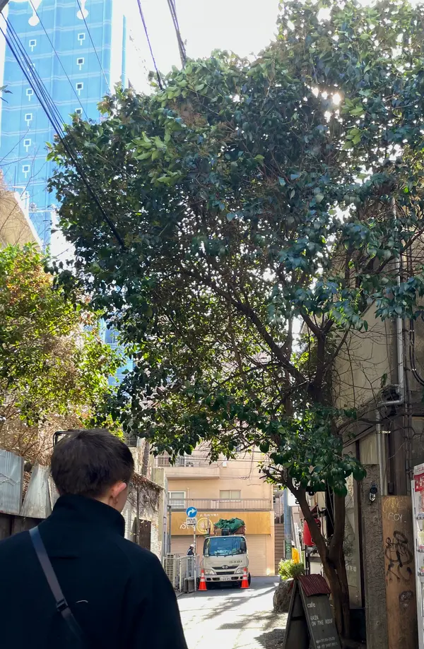 木が目印