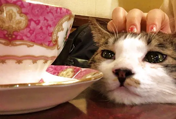 カフェアルル