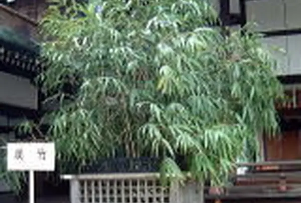 南側の「漢竹（かわたけ）」