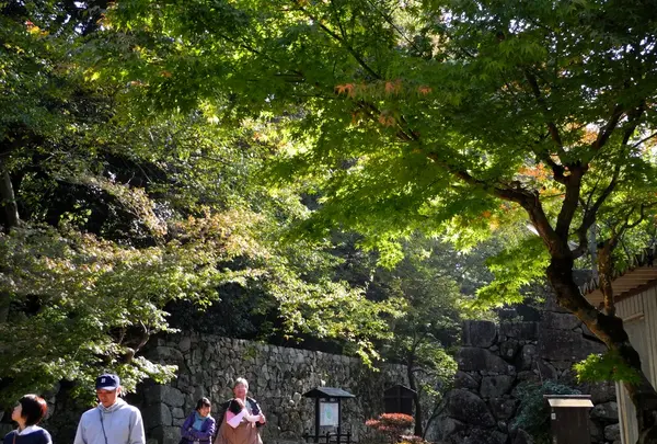 紅葉が綺麗なんです