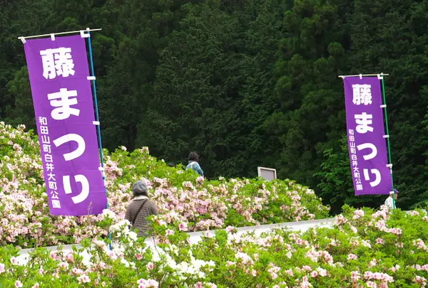 白井大町藤公園の写真・動画_image_30050